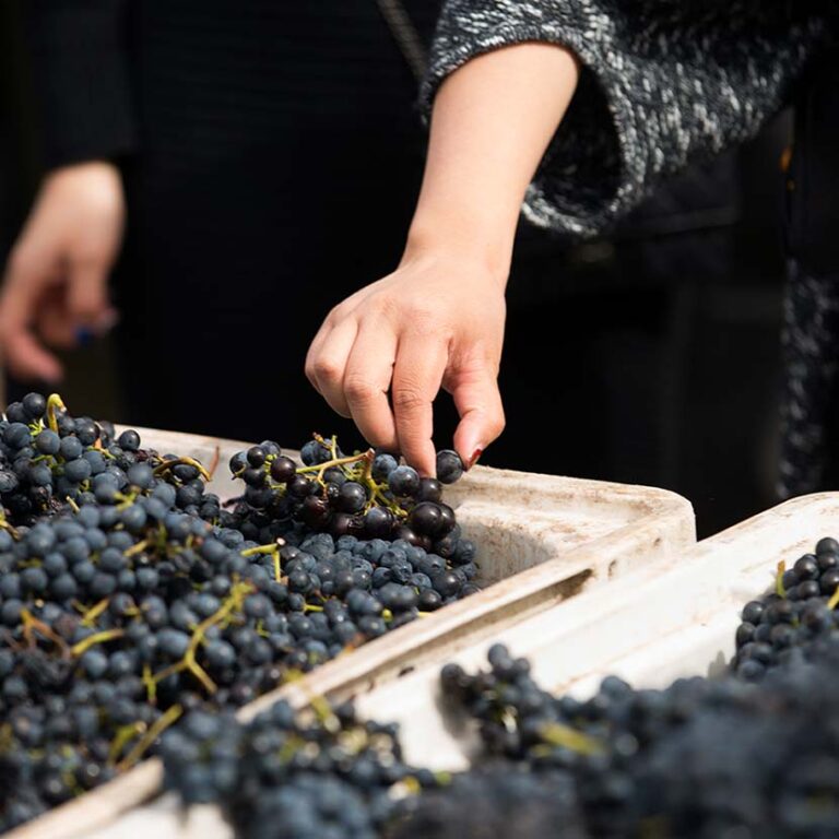 Vintage Season /n The Barossa