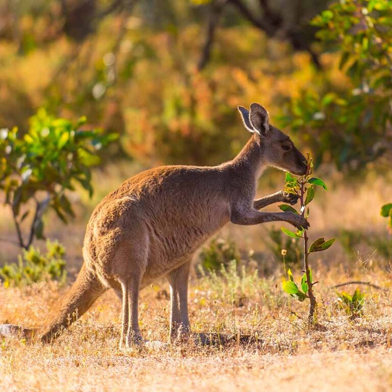 Wildlife Abounds
