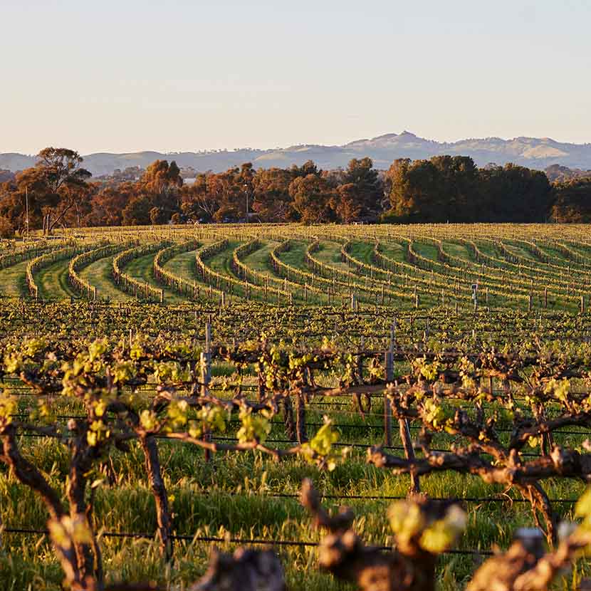 Barossa Valley