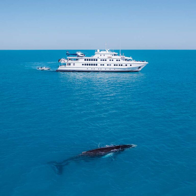 Whale Watching On The Kimberley Coast