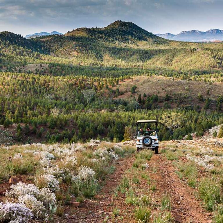 Safari Drives in the Flinders Ranges