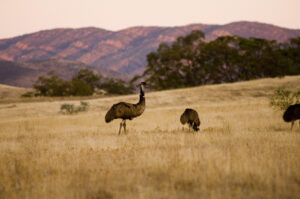 Arkaba_Flinders-Ranges_Emus