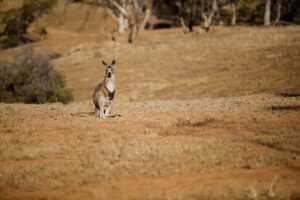 Arkaba_Flinders-Ranges_Kangaroo