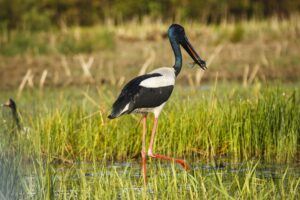 Bamurru-Plains_Top-End_Jabiru-Andre-Erlich