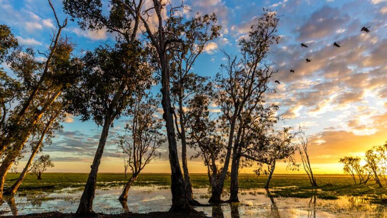 Rewilding in Australia's Top End...