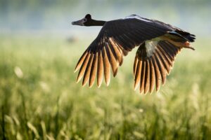 Bamurru-Plains_Top-End_Magpie-Goose-Richard-IAnson