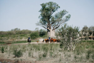 Bullo-River-Station_East-Kimberley_Experience-Cattle-Muster