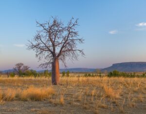 El-Questro-Homestead_The-Kimberley_Boab