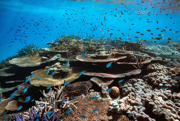 Reef Keepers Program