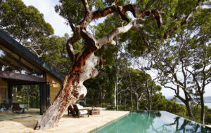 Pretty-Beach-House_Bouddi-Peninsula_Infinity-Pool-Tree