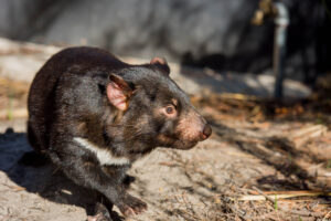 Saffire_Freycinet_Tassie-Devil