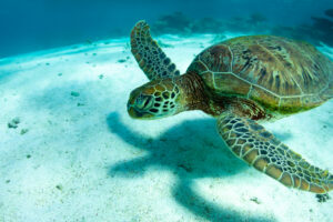 Sal-Salis_Ningaloo-Reef_Turtle-Snorkel