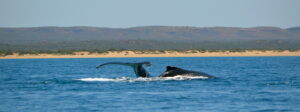 Sal-Salis_Ningaloo-Reef_Whale-Camp_LLoA