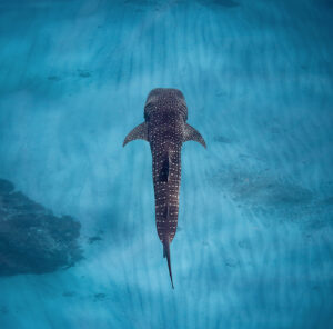 Sal-Salis_Ningaloo-Reef_Whale-Shark-Above-scaled
