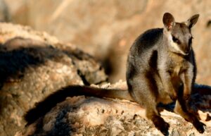 Sal-Salis_Ningaloo-Reef_Wildlife_Wallaby-Emma-Sweeney_LLoA