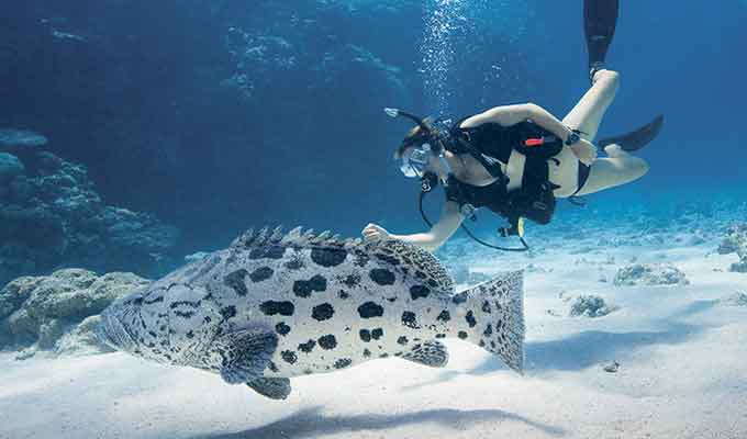 Dive the Great Barrier Reef...