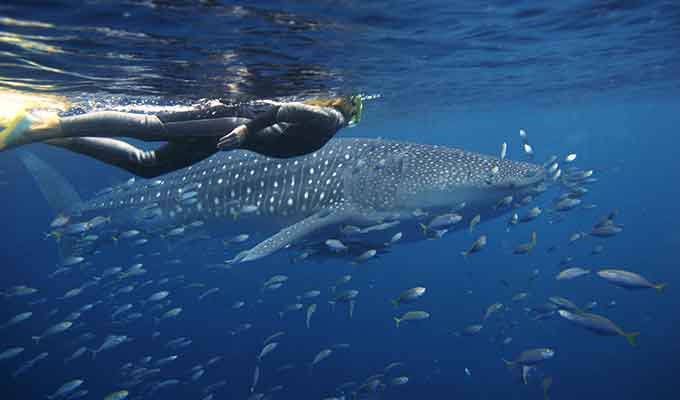 Swimming with Whale Sharks...