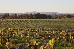 The-Louise_Barossa-Valley_Vineyard-View_cGeorge-Apostolidis