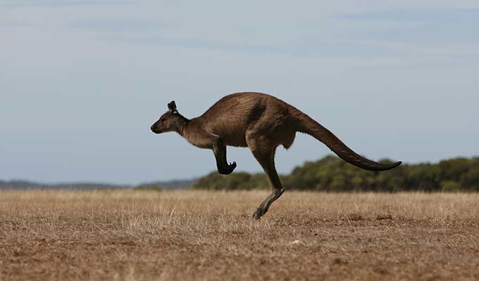 Discover Australia's own Galapagos...