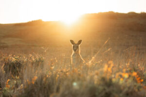 Pretty-Beach-House_Sydney-Surrounds_Wildlife-Wallaby