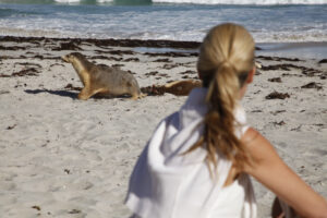 Southern-Ocean-Lodge_Kangaroo-Island_Experience-Seal-Bay-Safari