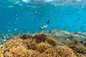 Orpheus-Island-Lodge_Great-Barrier-Reef_Pelorus-Private-Island_Experience-Snorkelling-cJamesVodicka2