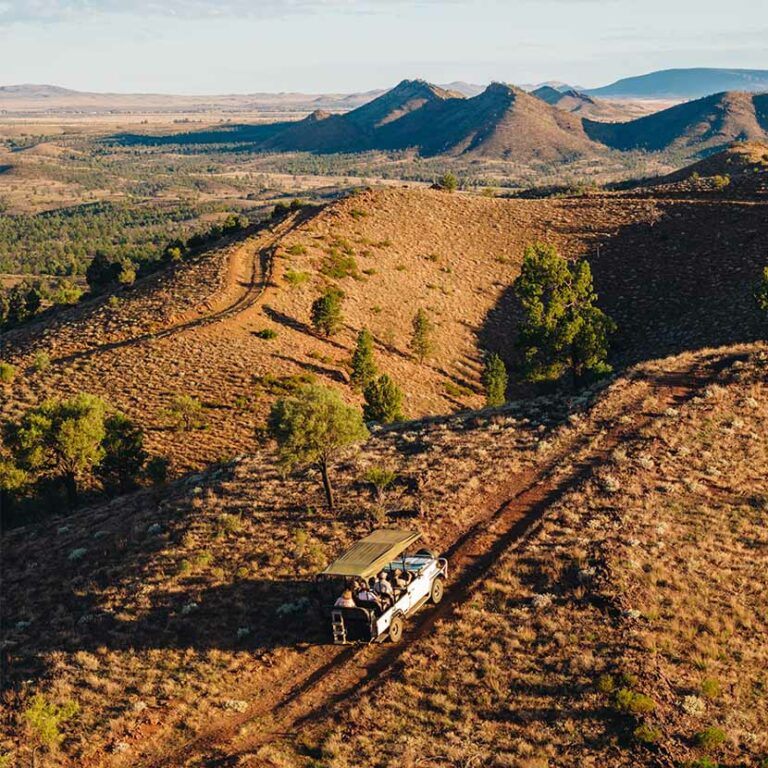Southern Loop Safari