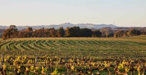 The-Louise_Barossa-Valley_Vineyard-View_cGeorge-Apostolidis3000x1540