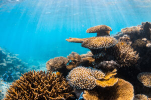 Lizard-Island_Great-Barrier-Reef_Experiences-Diving-The-Great-Barrier-Reef