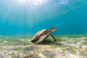 Lizard-Island_Great-Barrier-Reef_Wildlife-Sea-Turtle